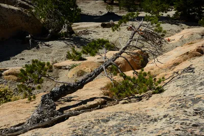 DSC_0194 (Large).JPG